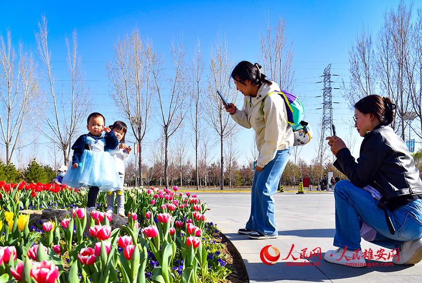 雄安悅?cè)莨珗@郁金香盛放，吸引了眾多游客前來踏青賞花。人民網(wǎng)宋燁文攝