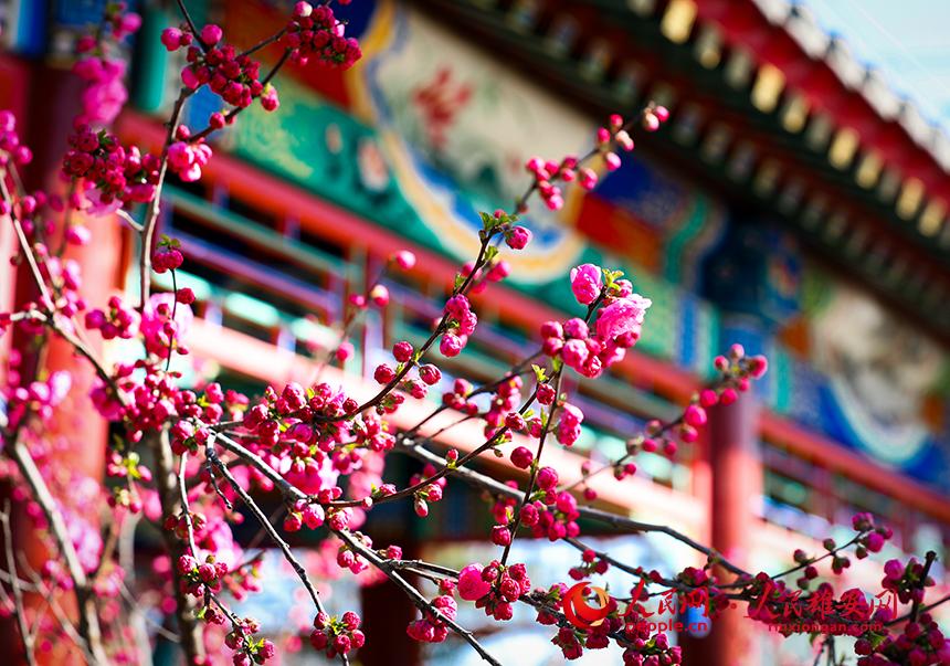 雄安郊野公園一角，枝頭綴滿花朵。人民網(wǎng)宋燁文攝