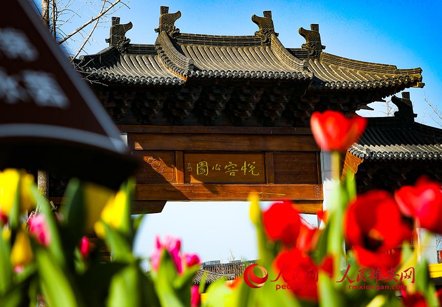 雄安悅?cè)莨珗@郁金香盛放。人民網(wǎng)宋燁文攝