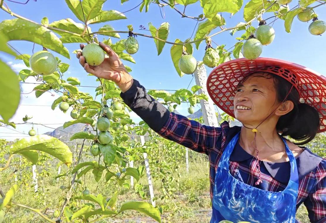 農(nóng)民摘取百香果.jpg 農(nóng)民摘取百香果.jpg