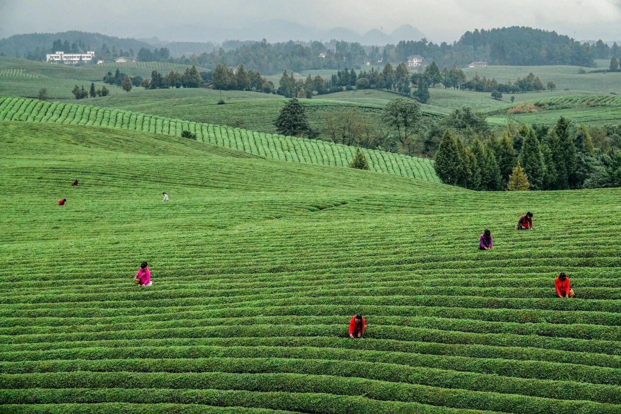 貴州省遵義市湄潭縣永興茶海。攝影 楊良強(qiáng).jpg