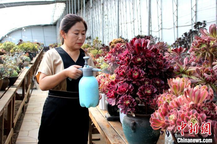 郭雪蘋對(duì)多肉進(jìn)行日常管護(hù)?！≈苡?攝