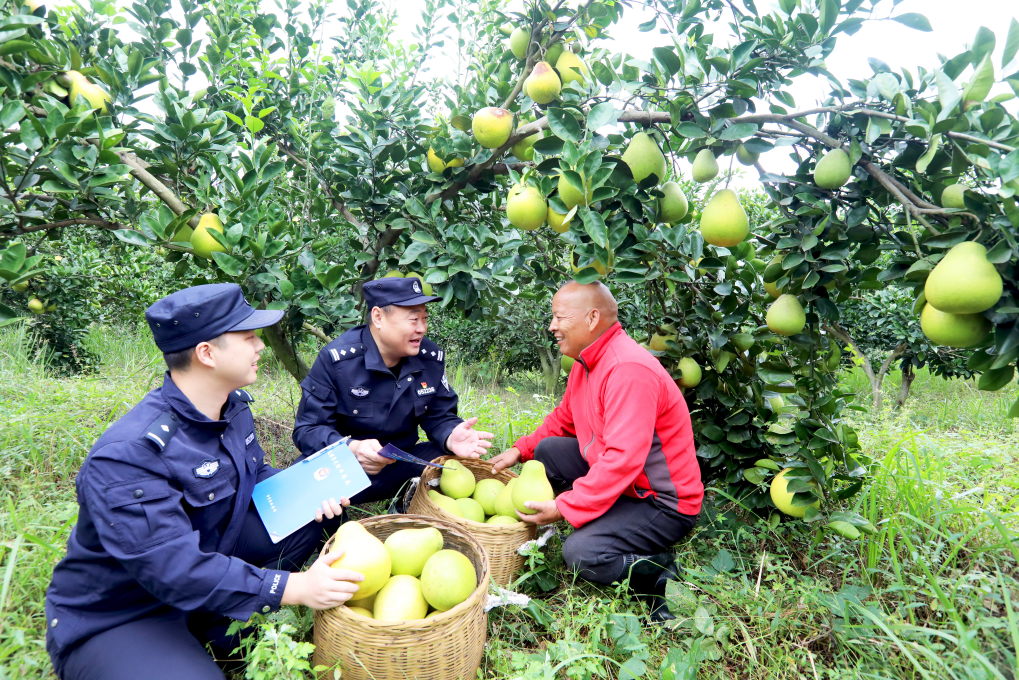 江西分宜：民警進(jìn)果園 守護(hù)豐收季