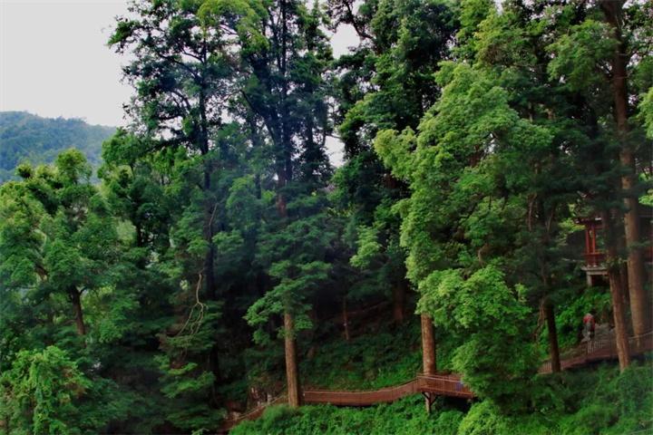 情郎村古楠木群.jpg 情郎村古楠木群.jpg